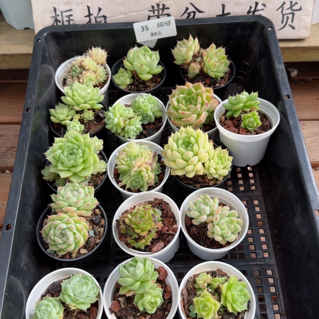 框拍框拍0826-35