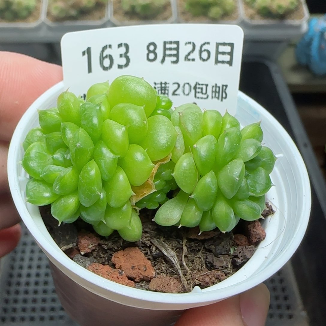 HY0826-163绿水鬼
