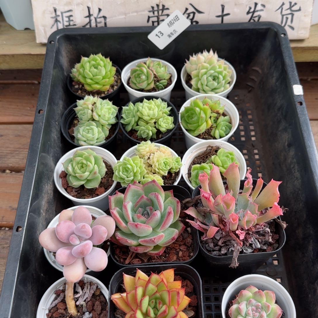 框拍框拍0826-13