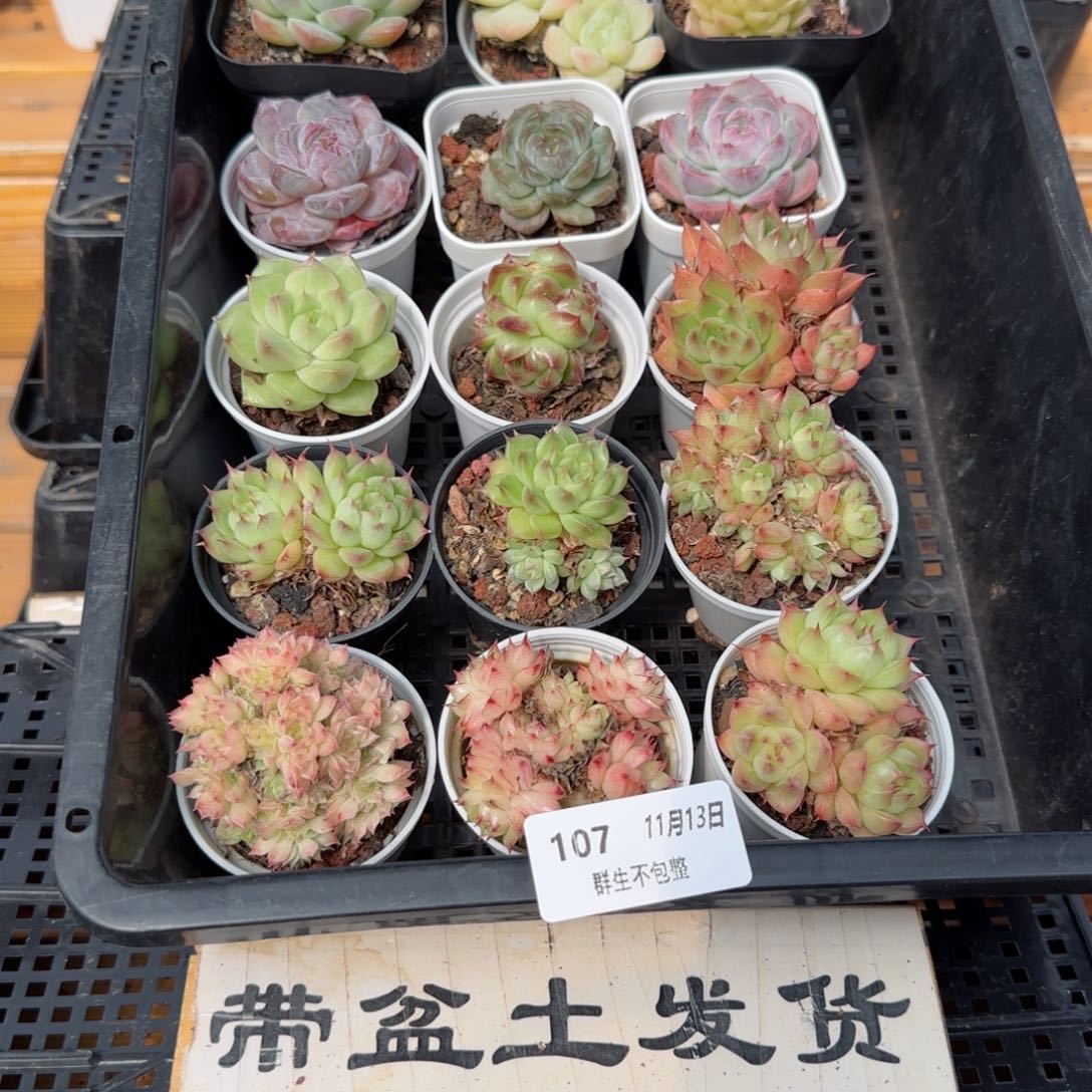 框拍框拍1113-107