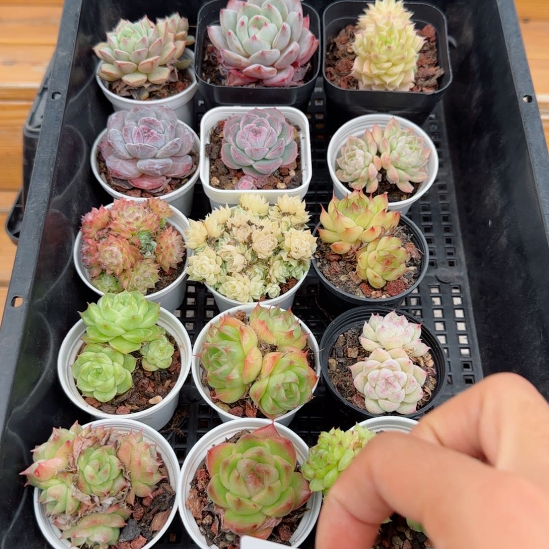 框拍带盆发货1110-38