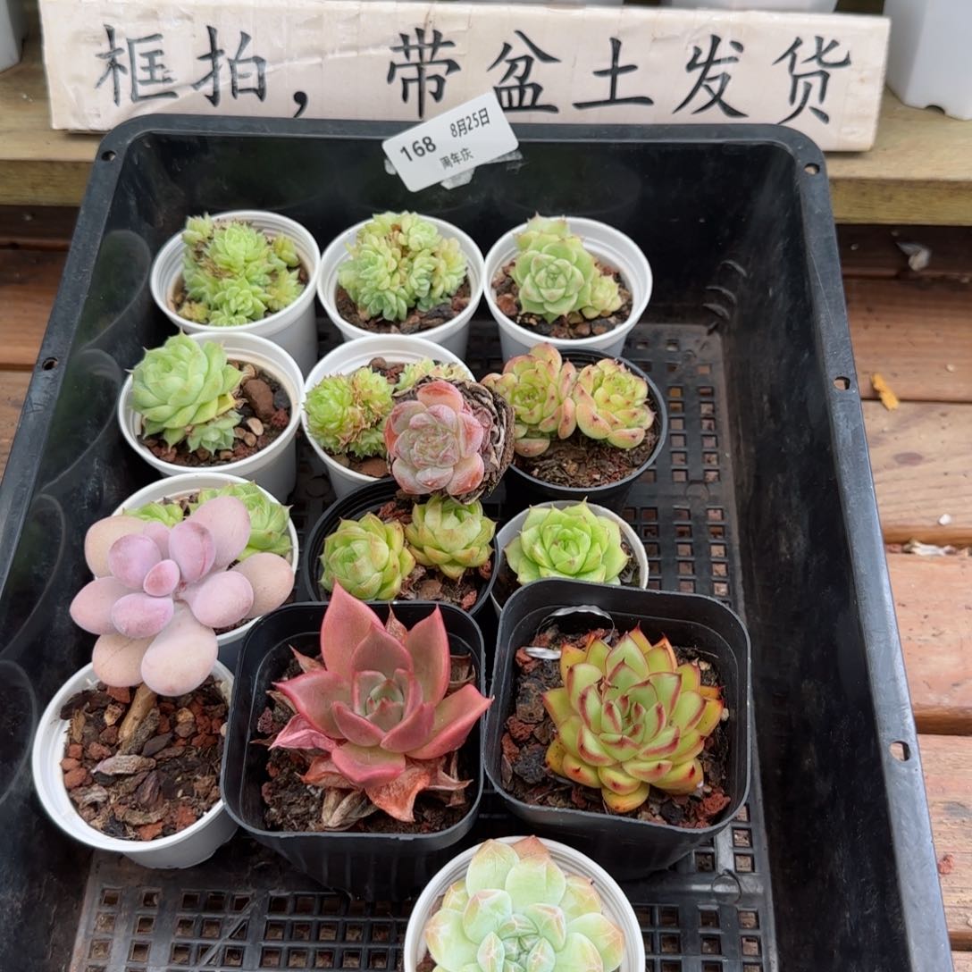 框拍框拍0825-168