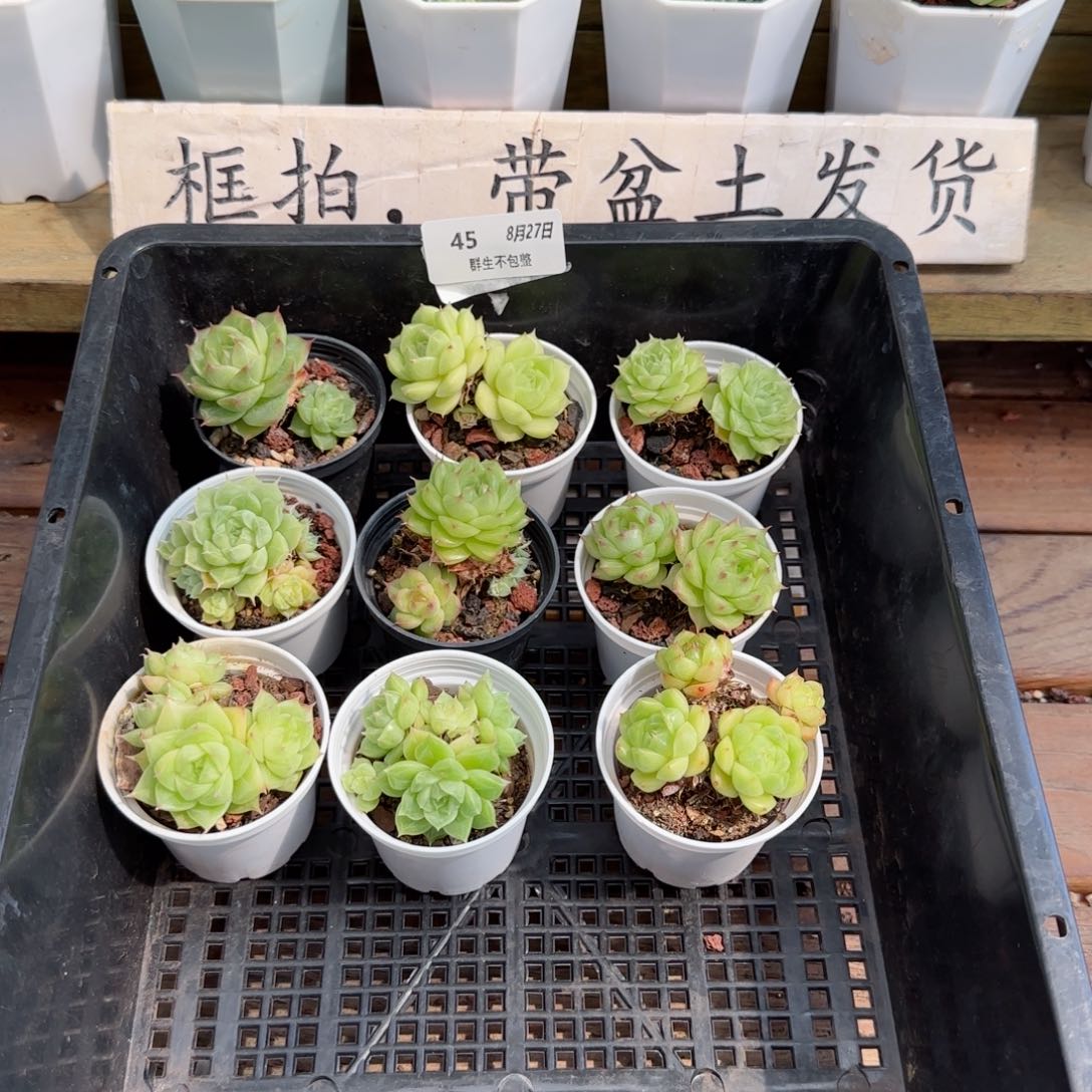 框拍框拍0827-45