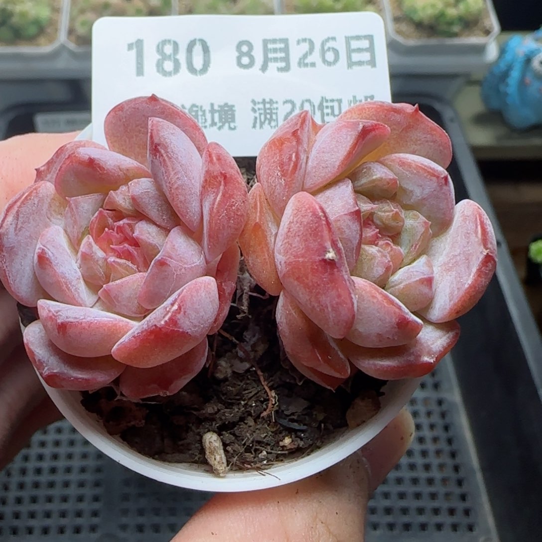 HY0826-180糖心珍妮