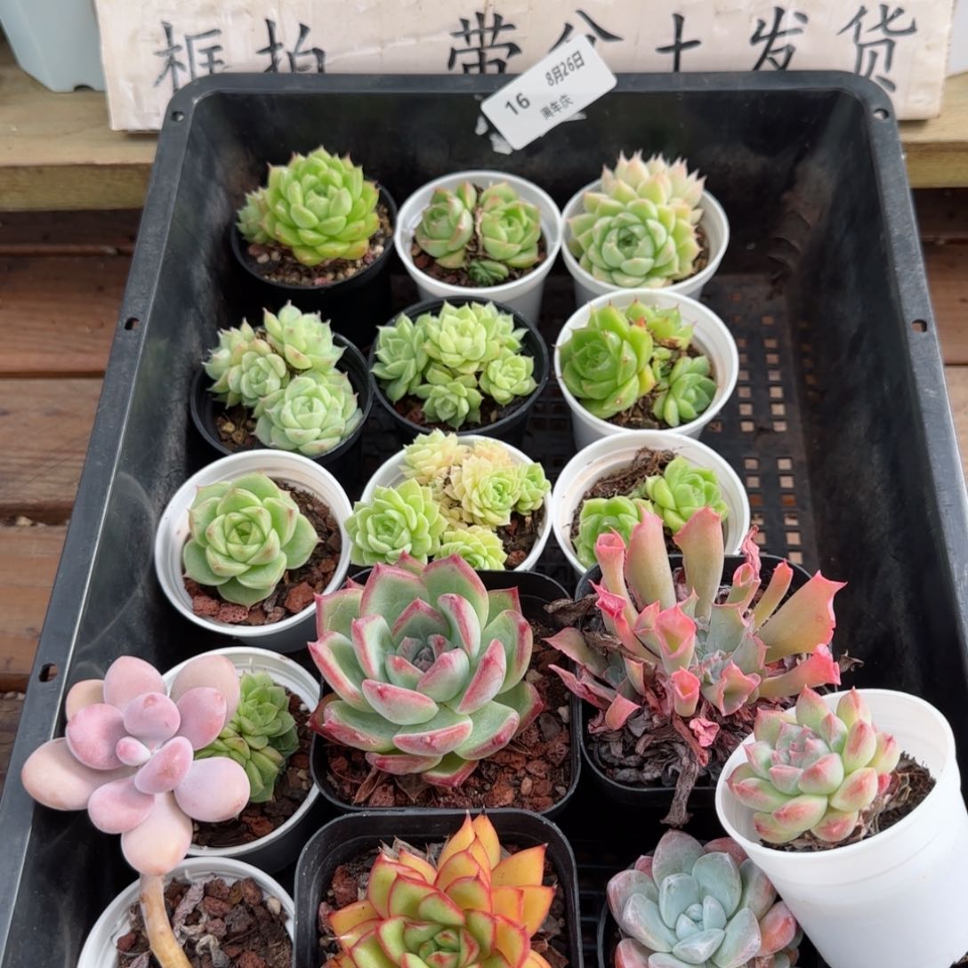 框拍框拍0826-16