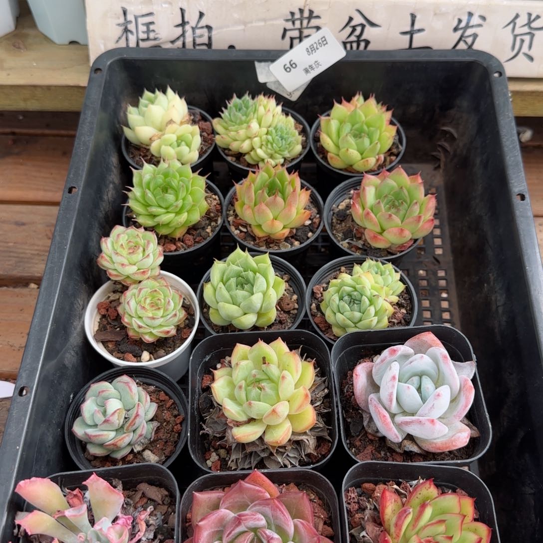 框拍框拍0826-66