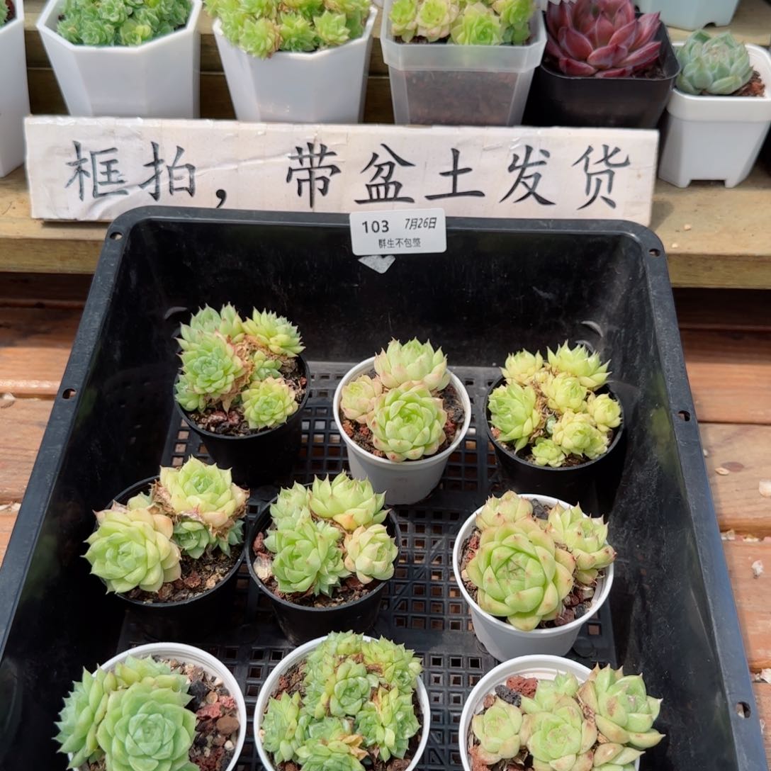 福利组合0726-103