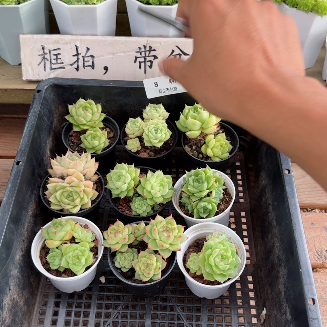 框拍框拍0827- 08