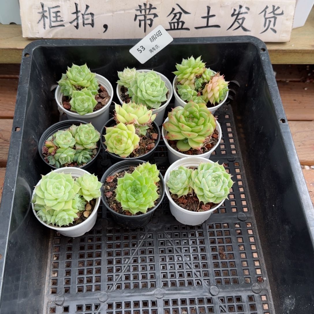 框拍框拍0826-53