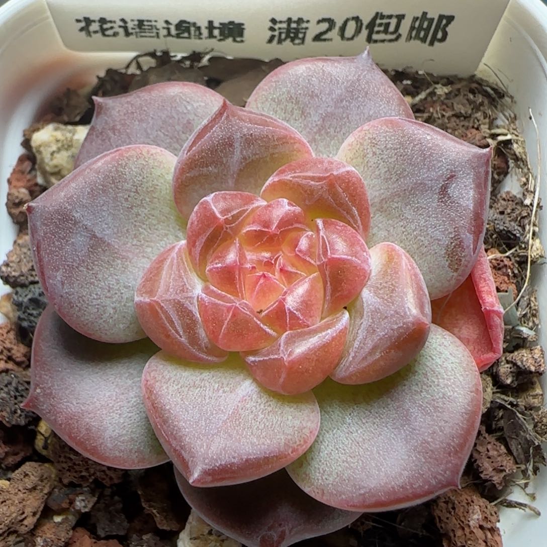 HY0825-103琥珀珍妮