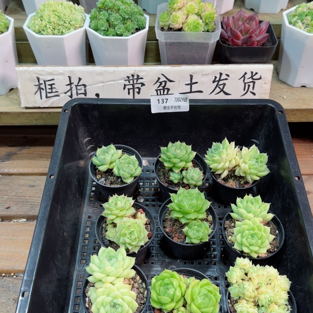 福利组合0729-137