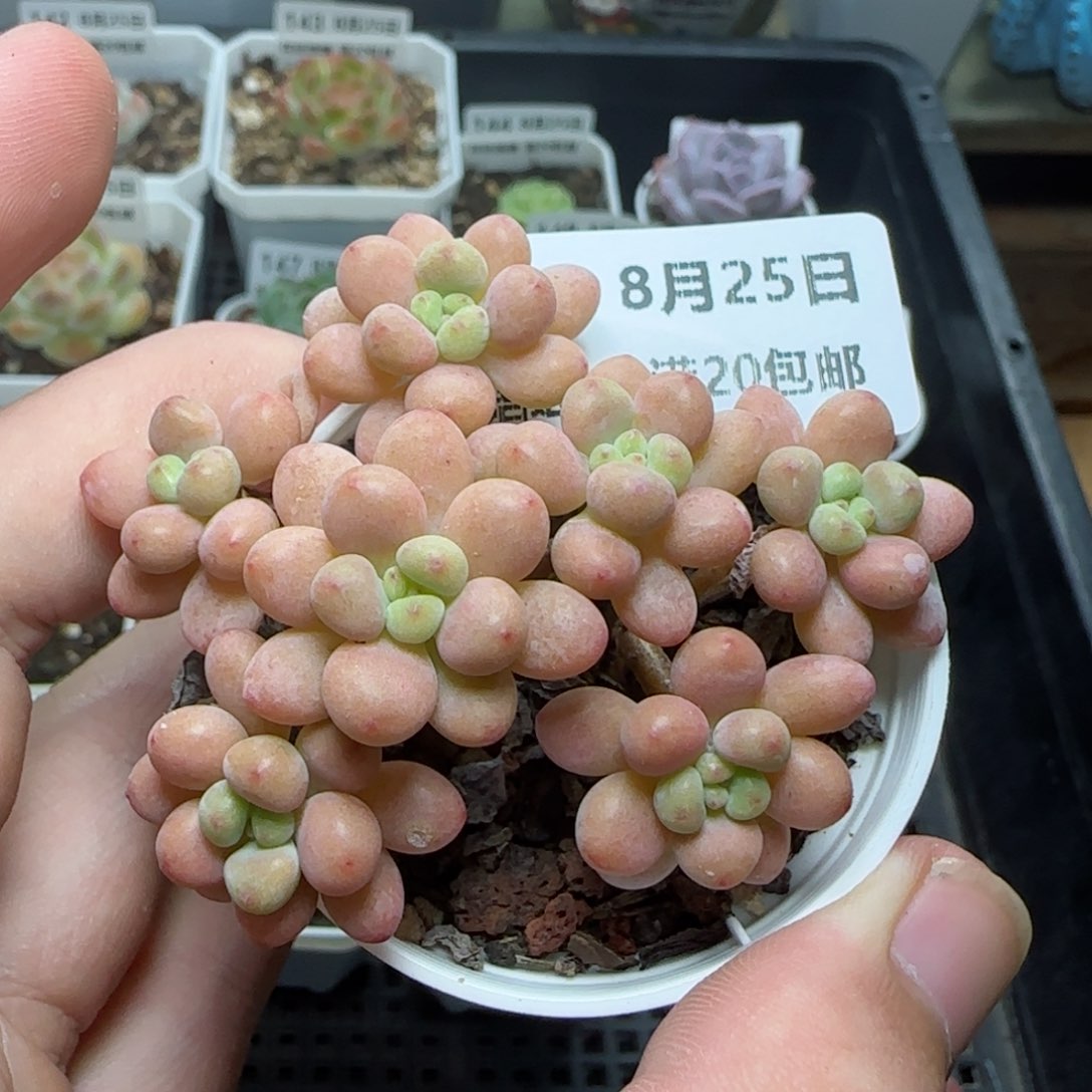 HY0825-154洛可可