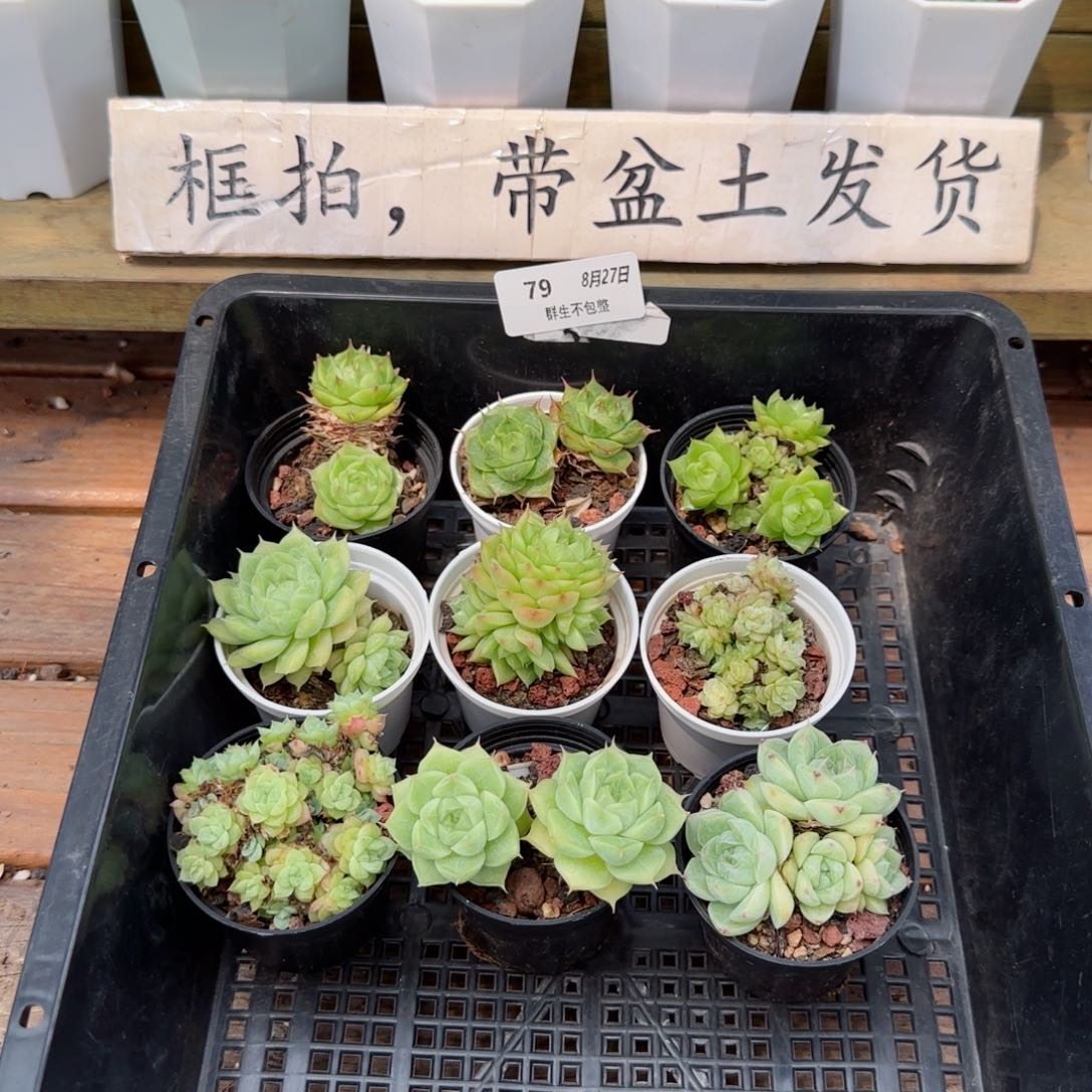 框拍框拍0827-79