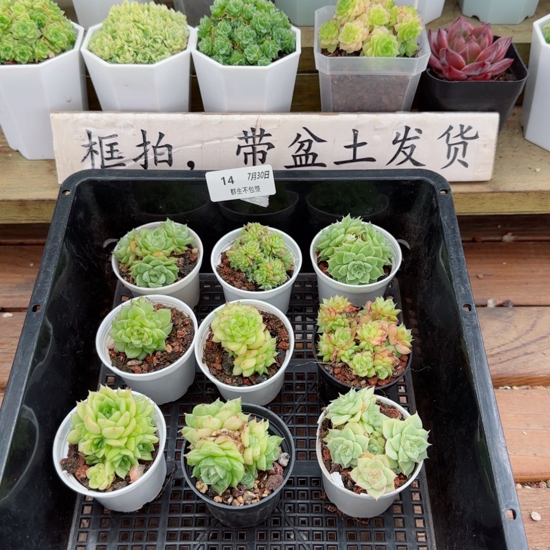 福利组合0730-14