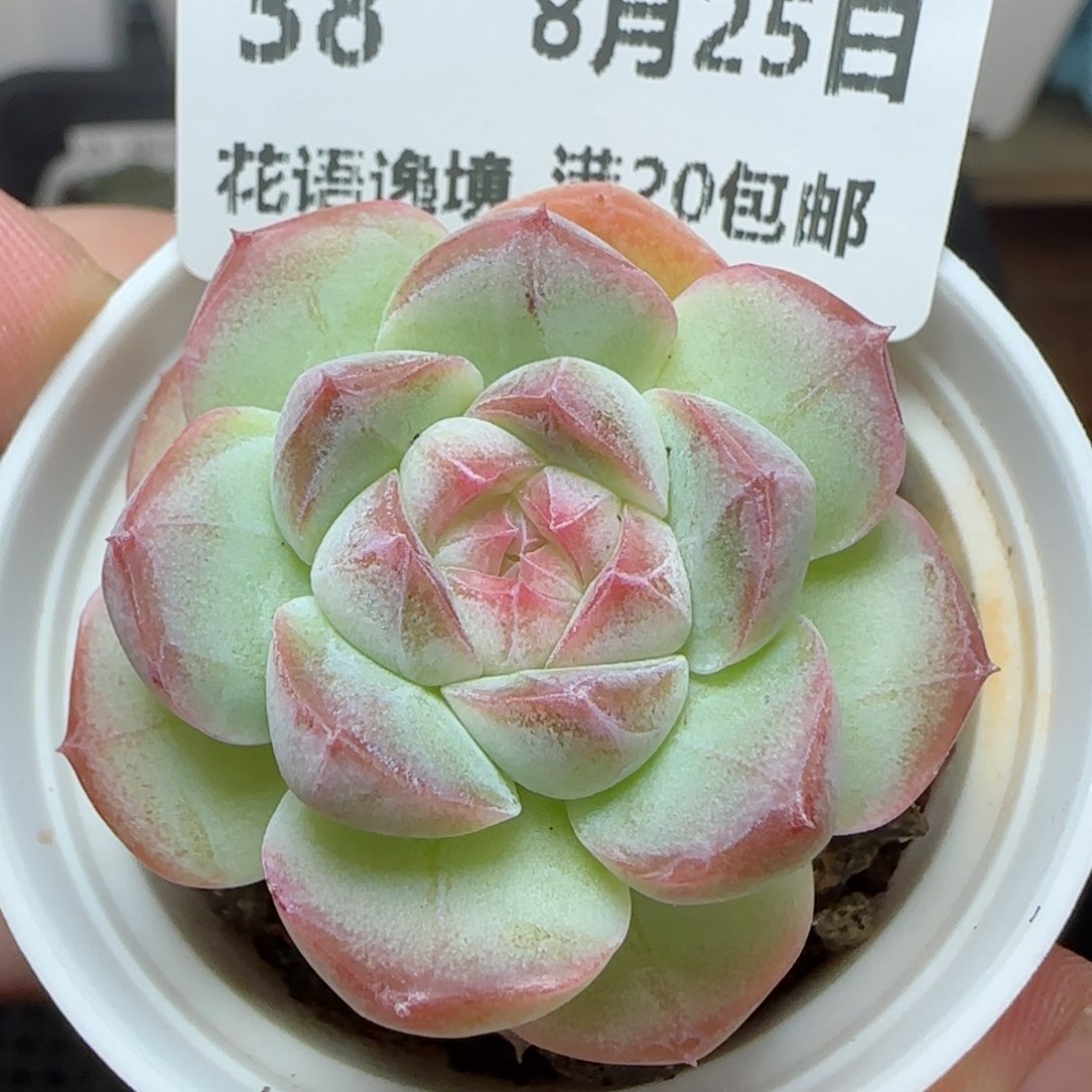 HY0825-38白桃汽水