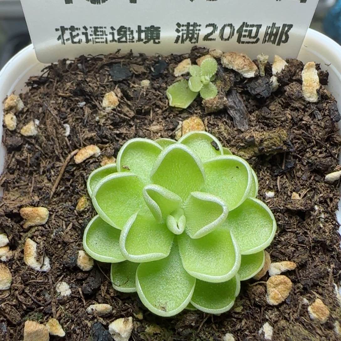 HY0826-184捕虫堇