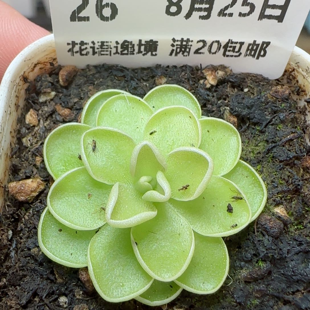 HY0825-26捕虫堇