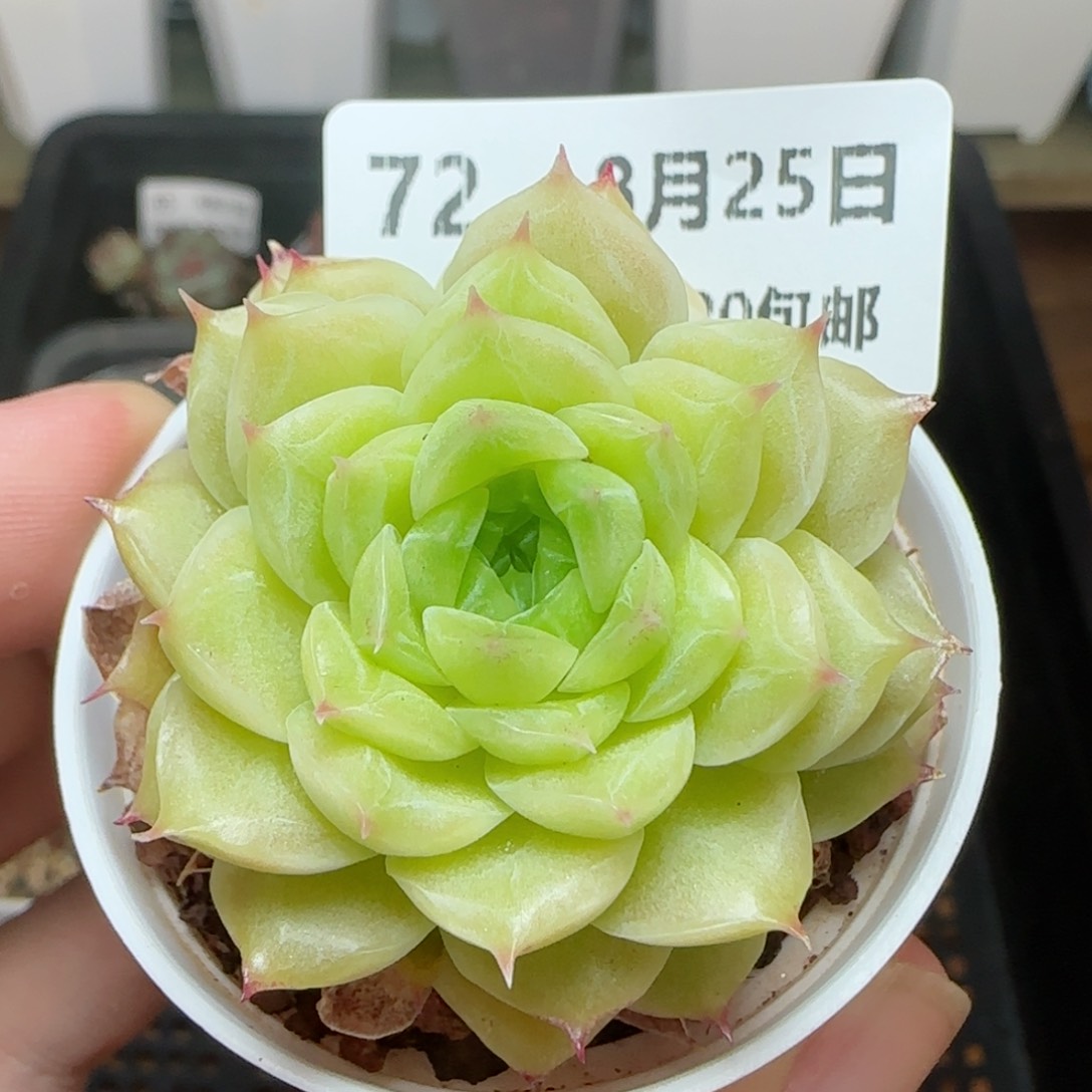 HY0825-72叠叶麦秆