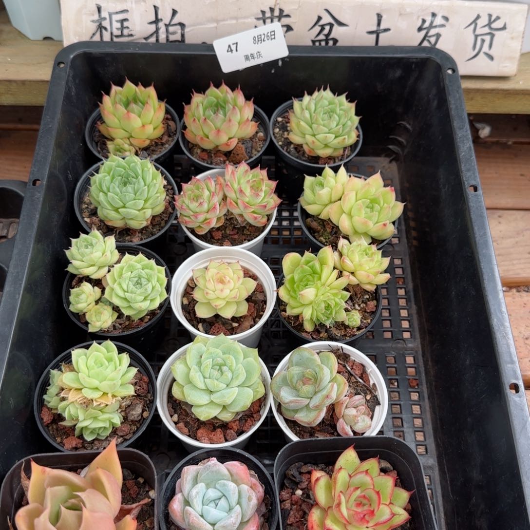 框拍框拍0826-47