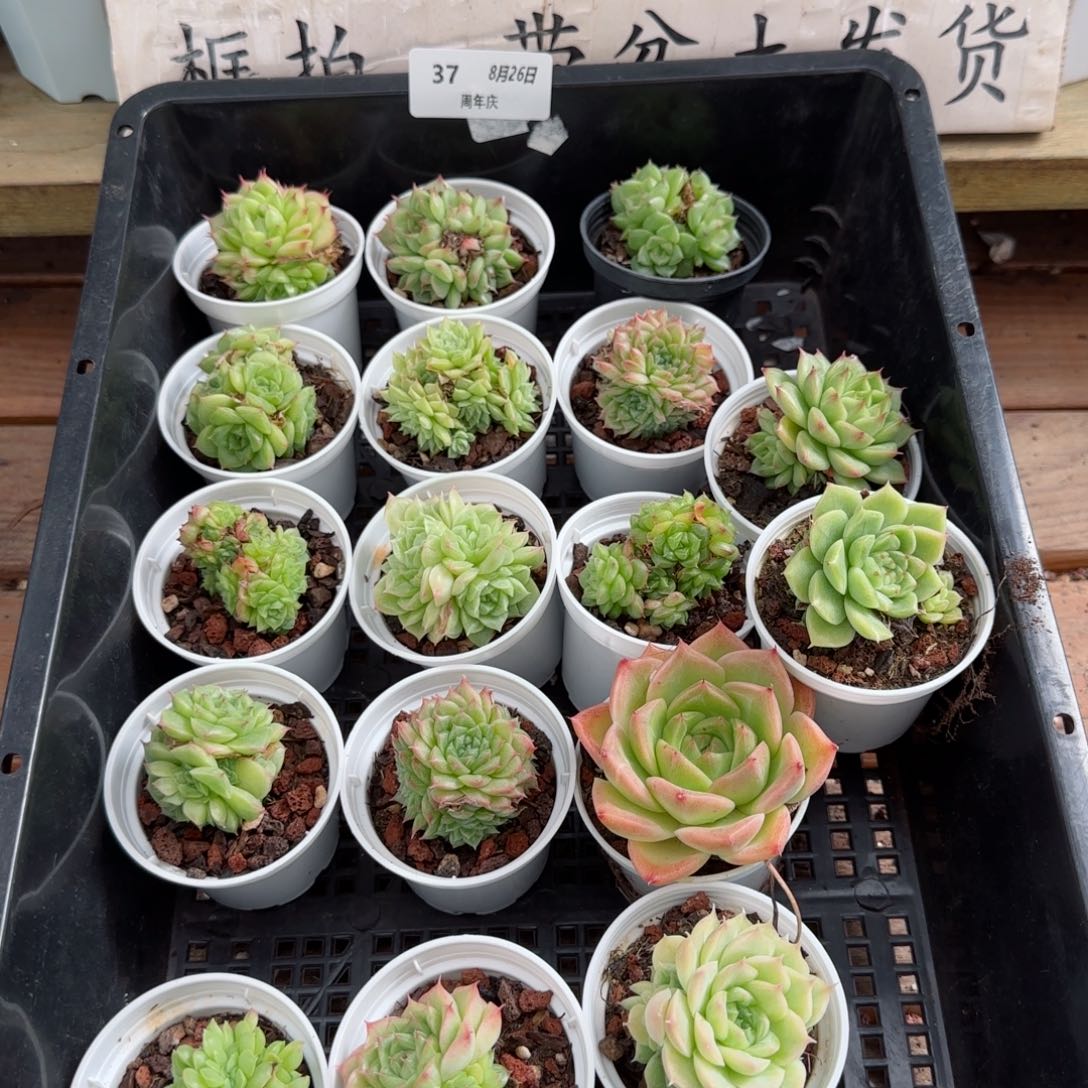 框拍框拍0826-37