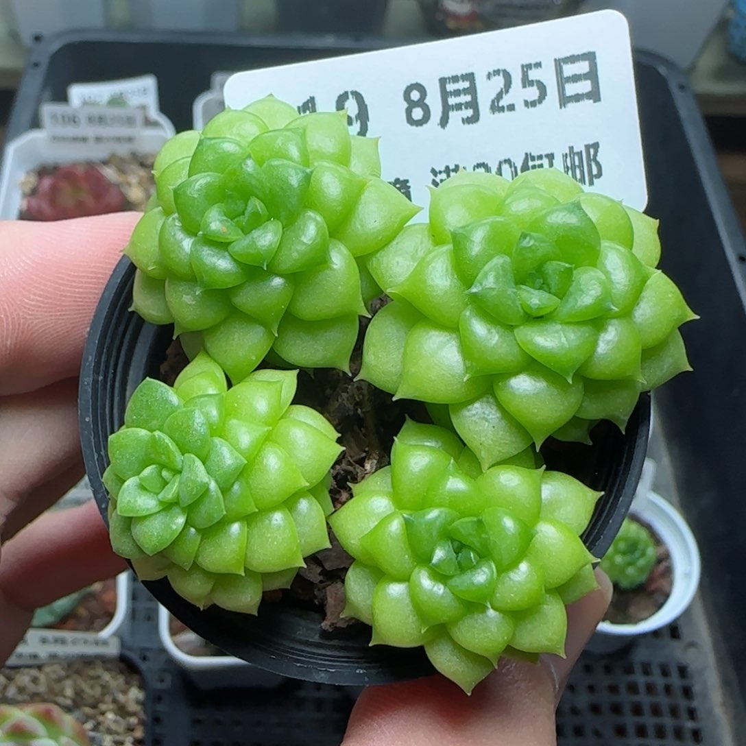 HY0825-119绿水鬼