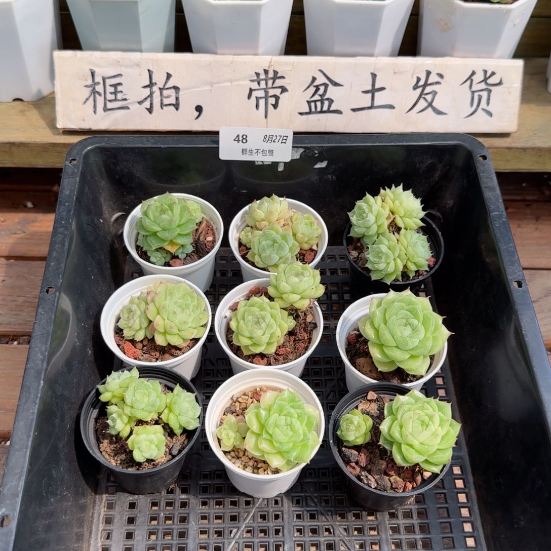 框拍框拍0827-48