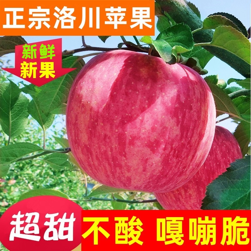 23年新果陕西洛川红富士苹果果园新鲜现摘发货当应季水果2/5/10斤