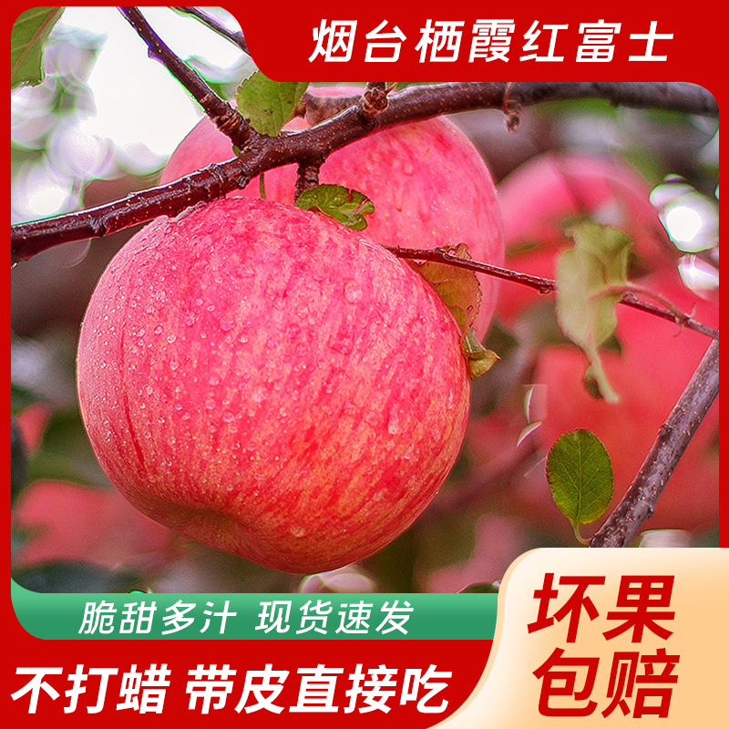 【现摘现发】正宗烟台栖霞红富士苹果脆甜多汁新鲜营养严选山地苹果