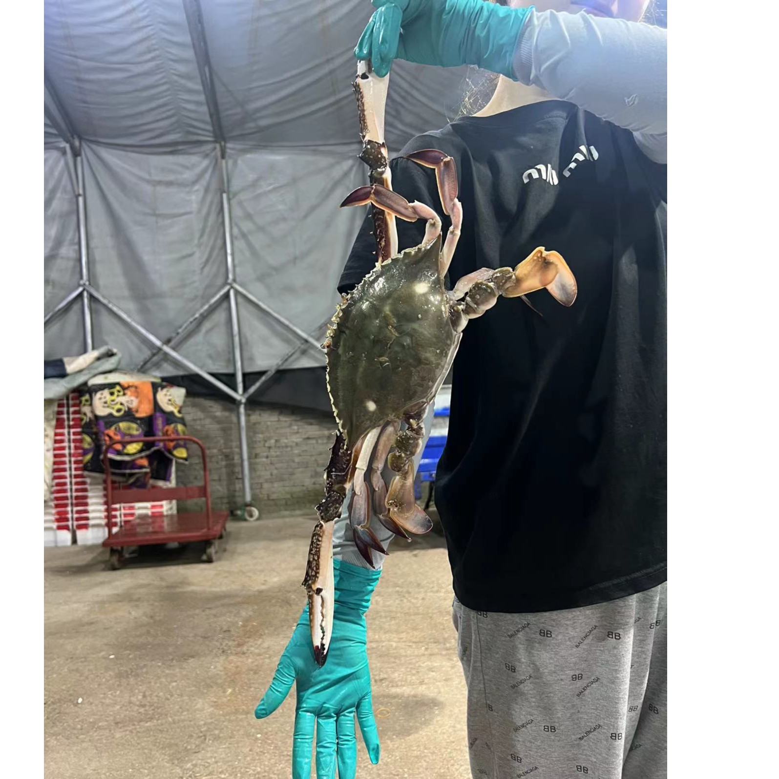 东海野生梭子蟹大公蟹5-9两/只 5斤装【冻蟹】（不能清蒸）