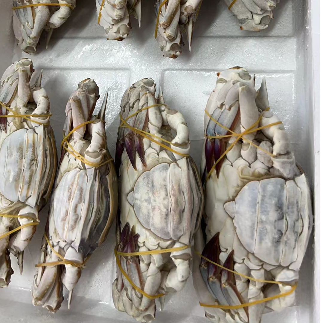 【冻蟹】大母蟹宁波石浦野生5斤装（6-12只）4-8两（不能清蒸）