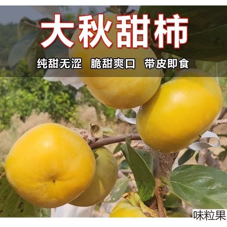 太秋甜柿子树苗南北方庭院地栽盆栽种植特大嫁接果树活苗当年结果