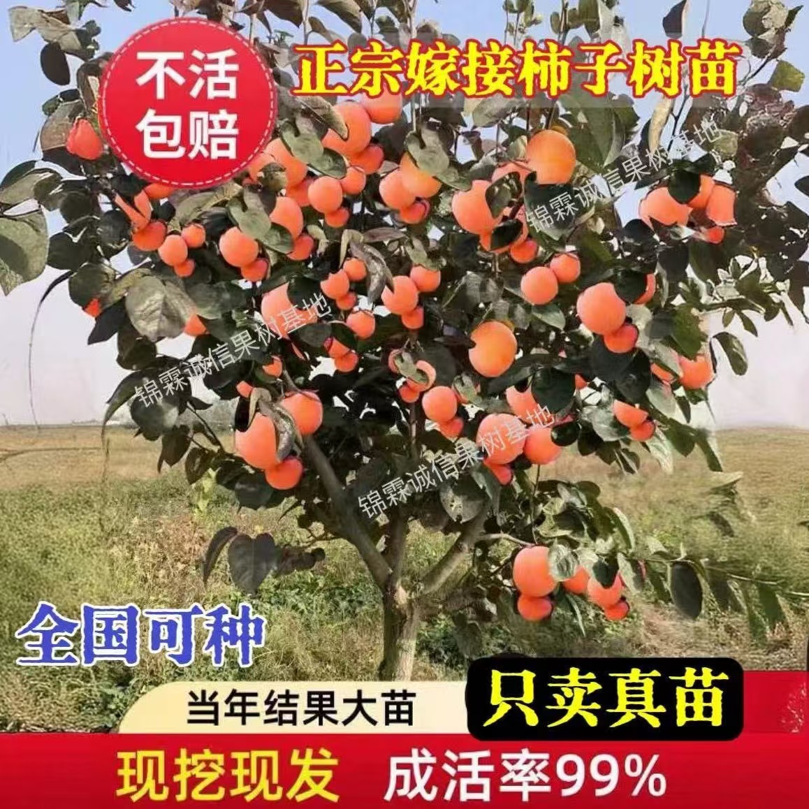 正宗嫁接柿子树苗无籽耐寒火晶柿子苗全国可种植盆栽地栽当年结果