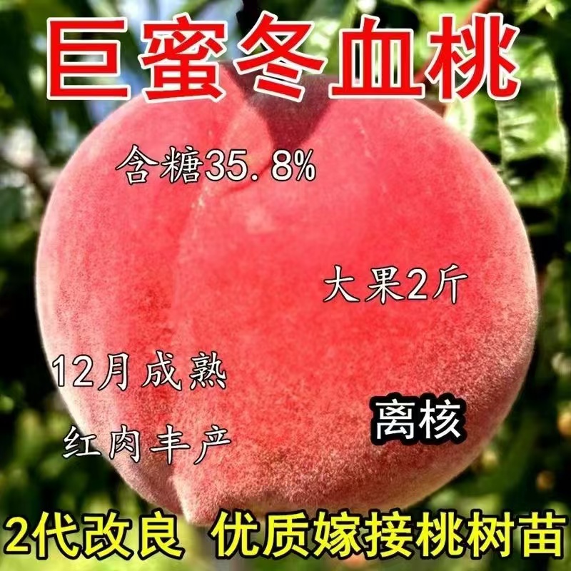 正宗嫁接冬桃树苗特大盆栽地栽南方北方种植当年结果