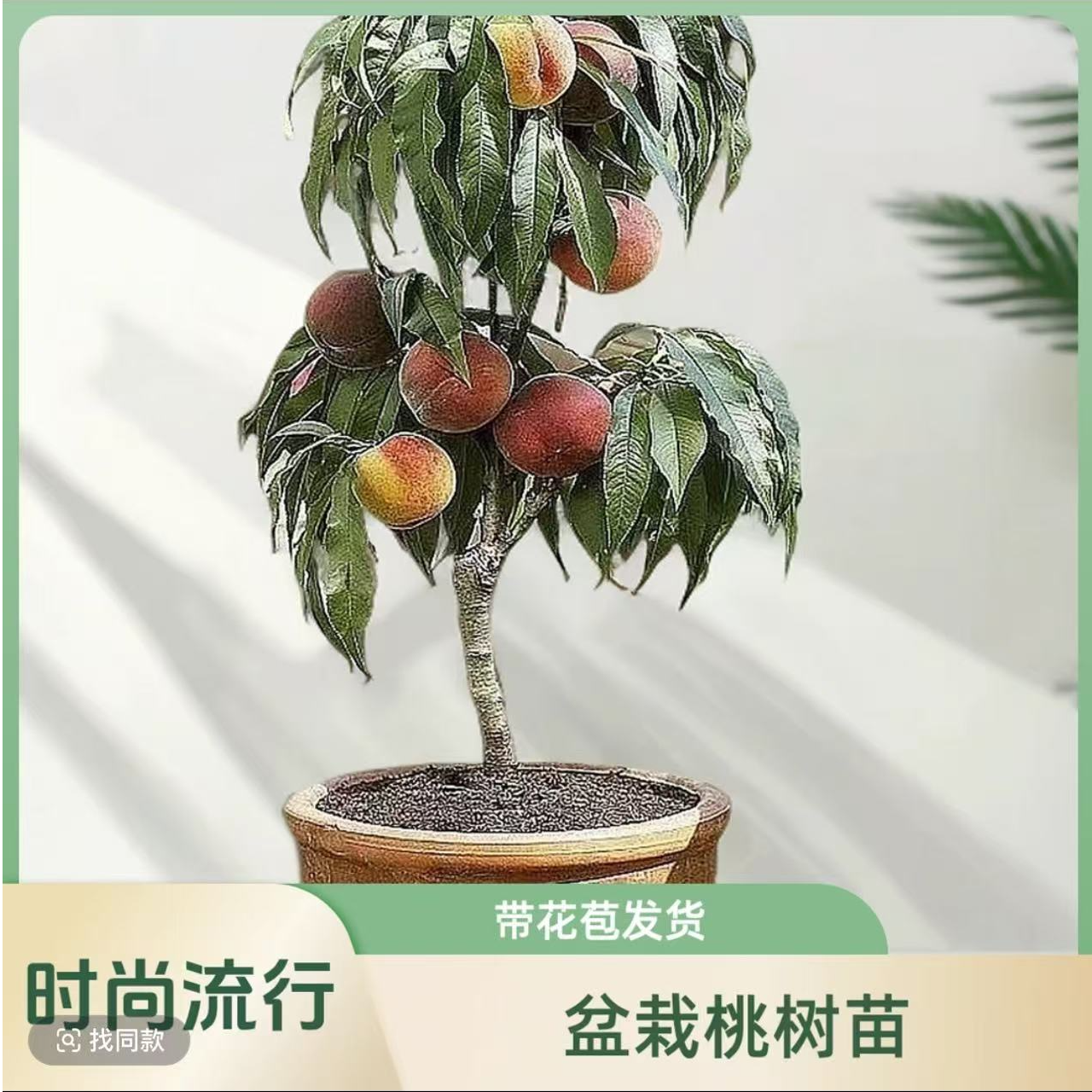 一树多品种果树苗桃树苗矮化盆栽贵妃血桃冬桃油桃带土带花苞发货