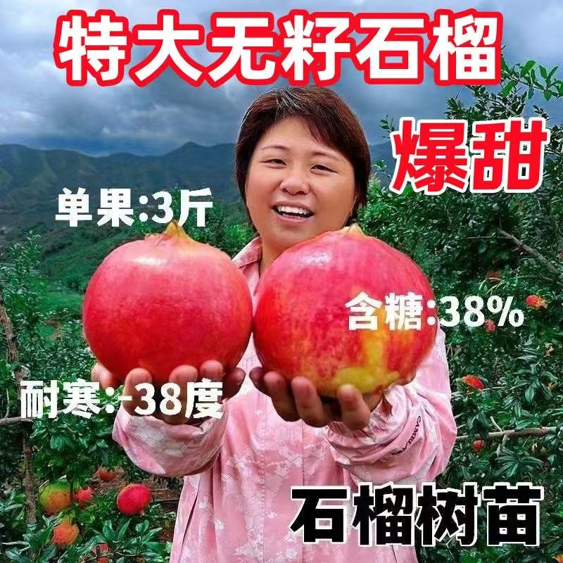 红石榴树苗特大无籽甜石榴苗大果盆栽地栽南方北方种植当年结果苗