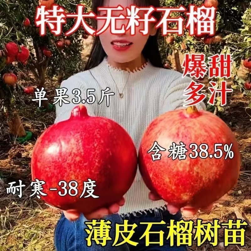 石榴树苗新品种特大无籽石榴苗盆栽地栽南北方种植当年结果果树苗