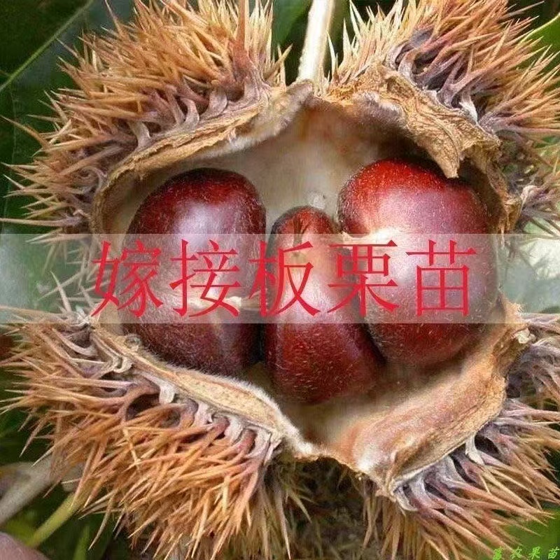 早熟板栗苗特早熟高产王板栗树苗南北方盆栽地栽当年结果耐寒抗冻