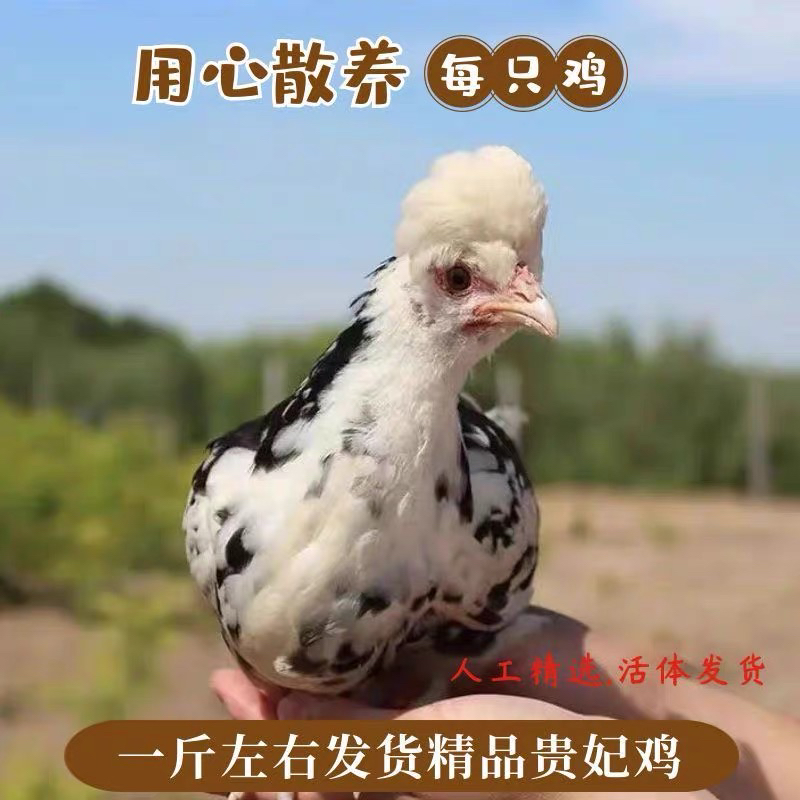 1斤贵妃鸡顺丰到家