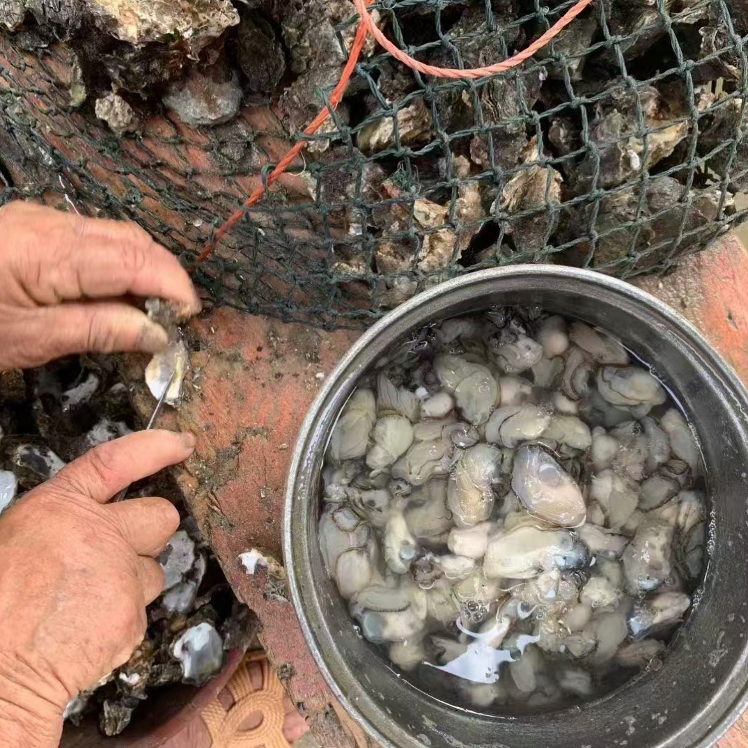 莆田本地海蛎现开现发原浆小海蛎（冰冻后发货）