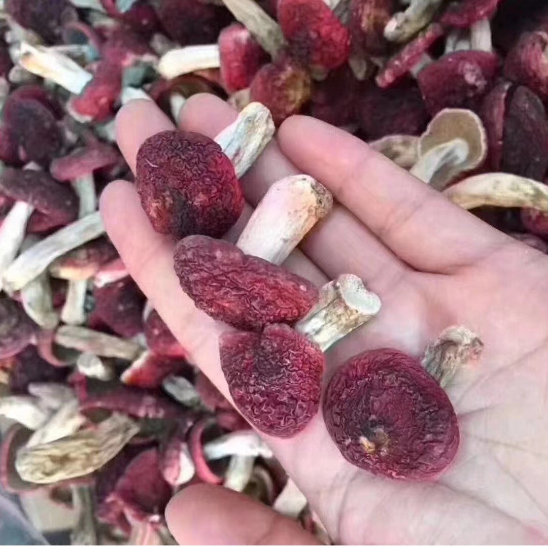 云南小红菇5毛硬币大小500g包邮