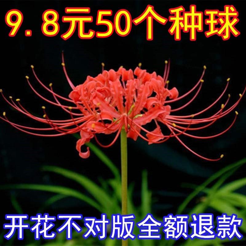 彼岸花盆栽曼珠沙华花种子种孑红花换锦石蒜大种球室内外四季花卉