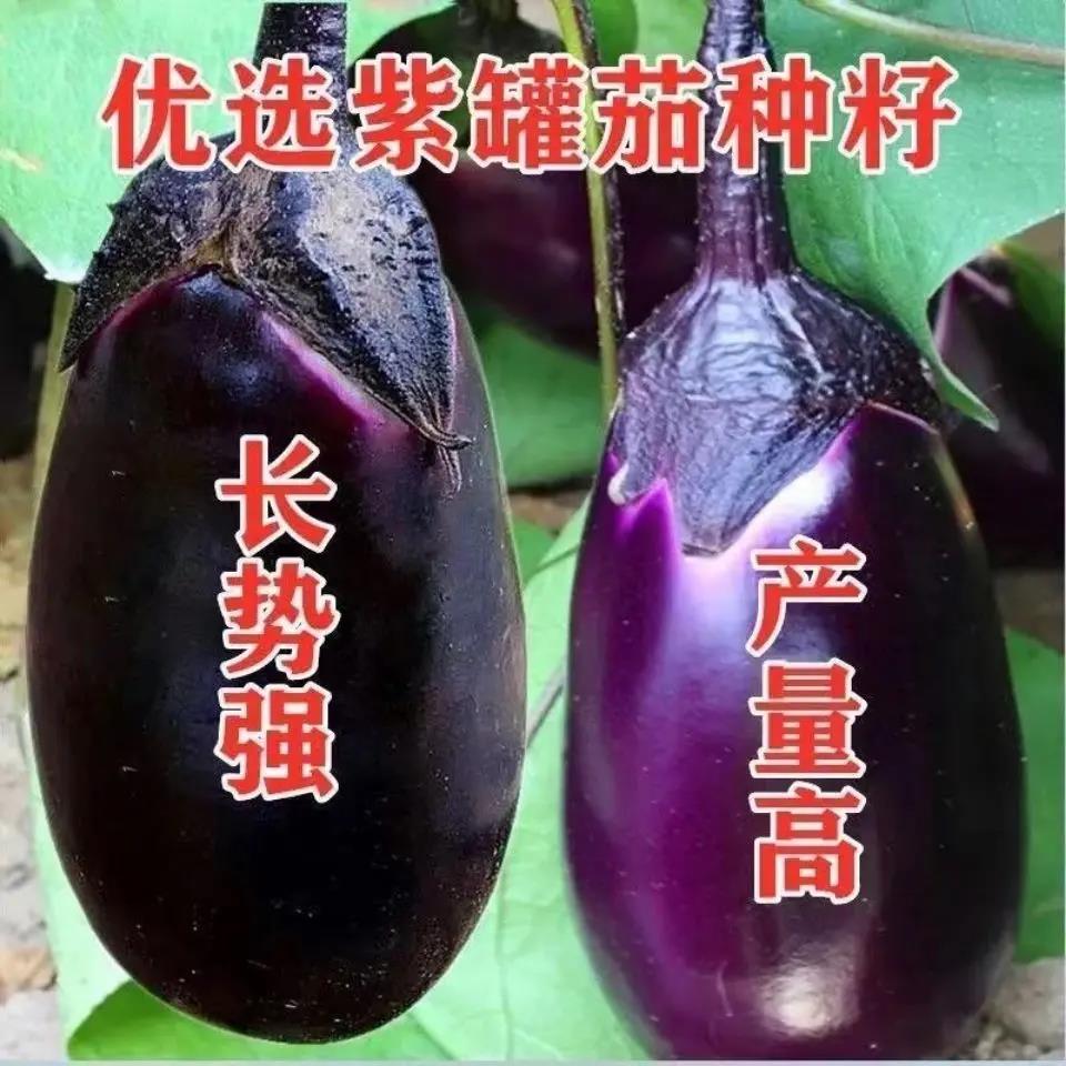 紫罐茄子种子春早茄子种籽牛心茄子种子圆茄子种子春季四季播蔬菜