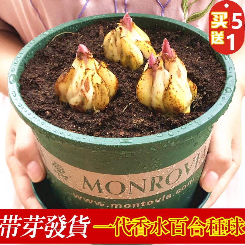 重瓣带芽香水百合种球室内外庭院多年生易活抗寒花种子盆栽