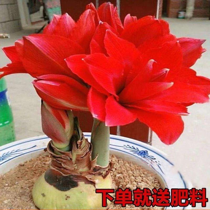 【常年开花】清香型四季开花重瓣朱顶红种球庭院阳台盆栽花卉植物