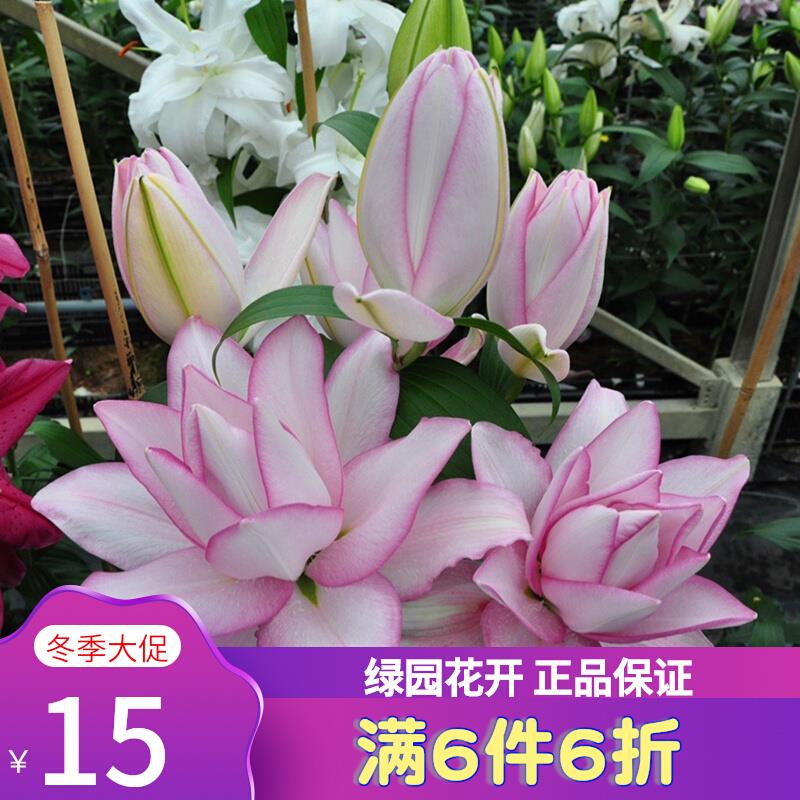 23年现货 进口重瓣百合种球-冰美人Anouska 20-22cm 切花多年生