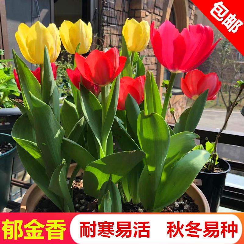 荷兰郁金香种球水养花卉室内盆栽四季开花室外庭院阳台易种活好养