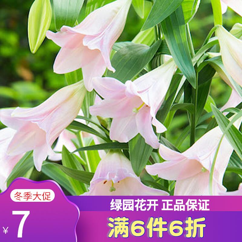 23年秋季现货 进口百合种球麝香铁炮星球系列 百合花种球卡里乙女