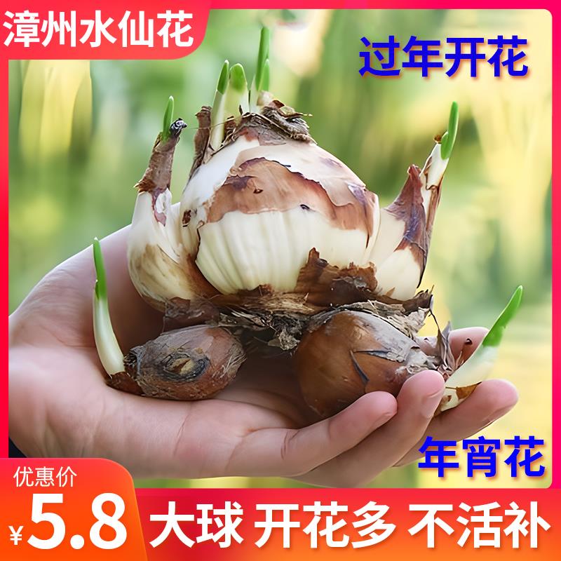 漳州水仙花种球水培室内四季水养阳台盆栽植物耐寒花种子年宵花卉