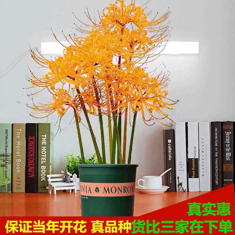 (8颗球带盆)彼岸花种球曼陀罗曼珠沙华花庭院盆栽石蒜花种球种子