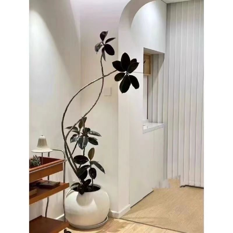 黑金刚橡皮树网红造型植物室内客厅阳台净化空气大型好养绿植